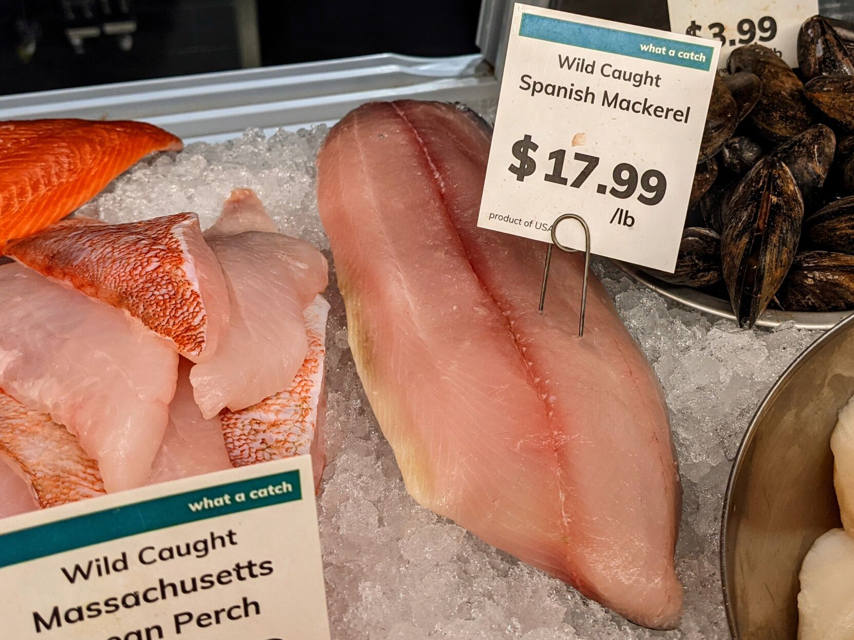 Mackerel-closeup.jpg